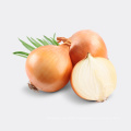 Fresh Yellow Onion From China for Asian Market